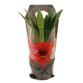 Amaryllis in Sleeve, 6"