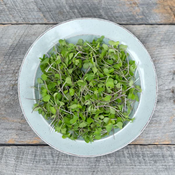 Cookstown Greens - Organic Kale Microgreens, 75 g