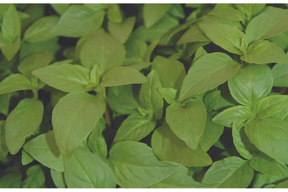 Freeman Organic Herbs - Basil - Thai, 4.5"