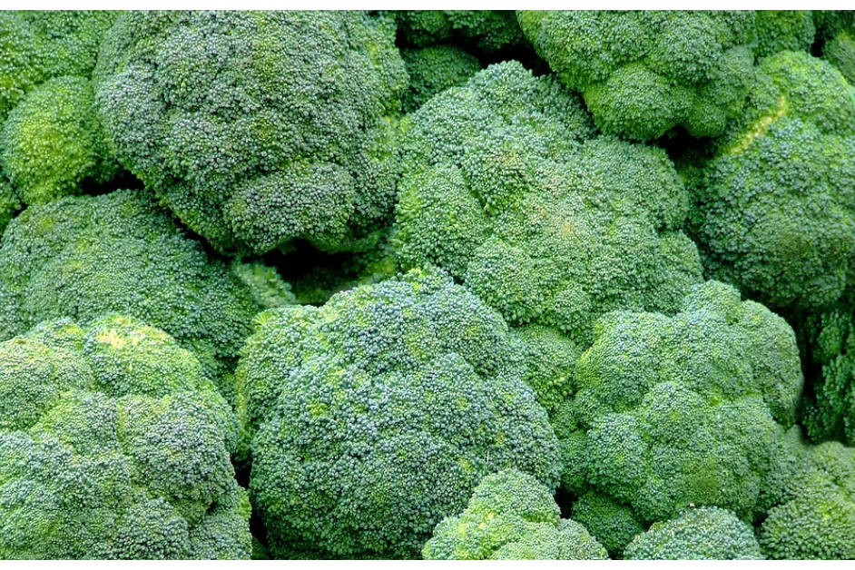 Freeman Organic Herbs - Broccoli Belstar, 4.5"