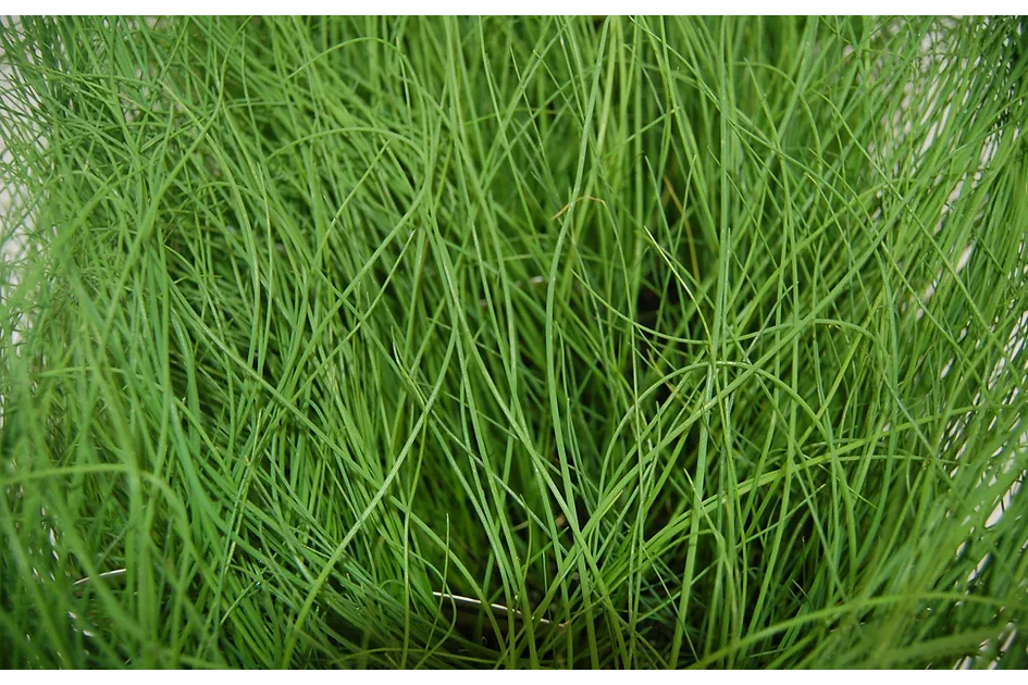 Freeman Organic Herbs - Chives, 4.5"