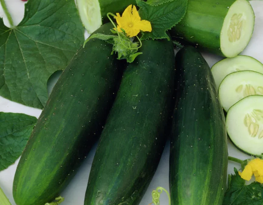 Freeman Organic Herbs - Cucumber - Picolino, 4.5"