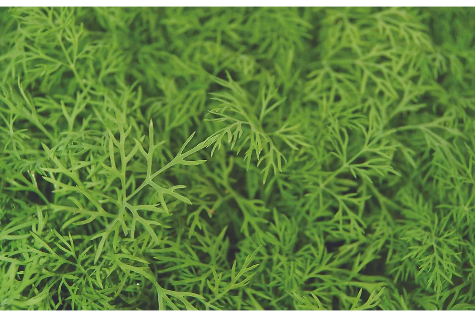 Freeman Organic Herbs - Dill, 4.5"
