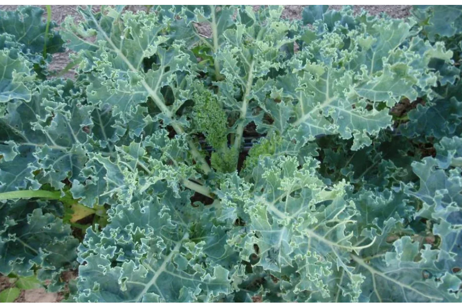 Freeman Organic Herbs - Kale - Starbor, 4.5"