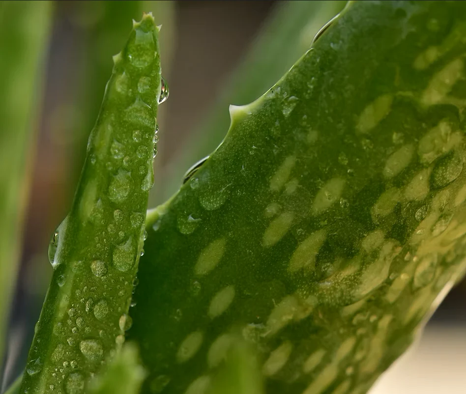 Freeman Organic Herbs - Organic Aloe, 4"