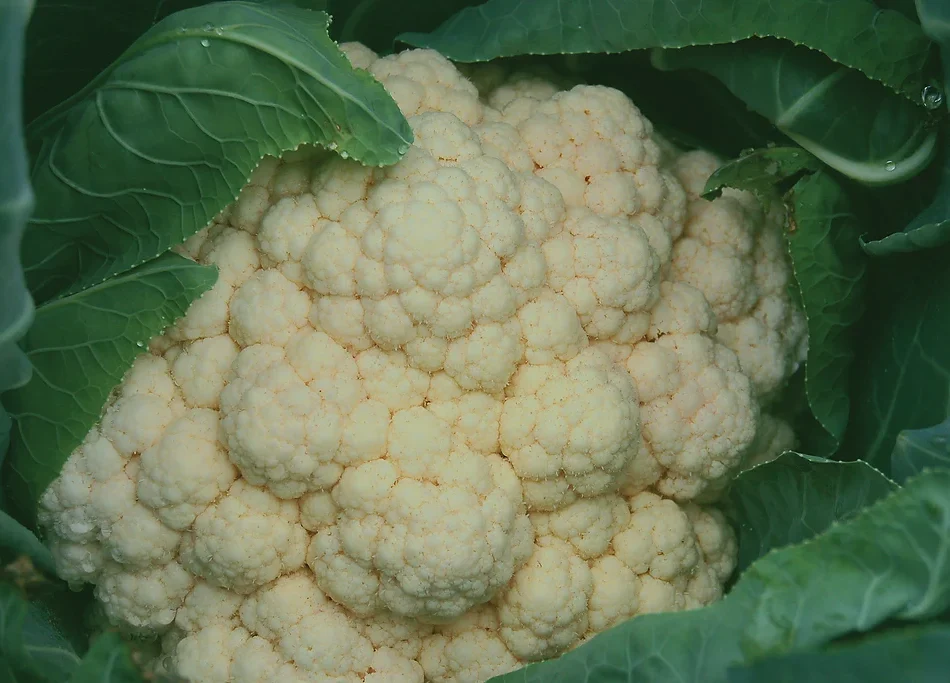 Freeman Organic Herbs - Organic Cauliflower Skywalker, 4.5"