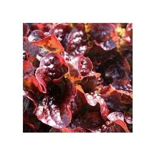Freeman Organic Herbs - Organic Red Lettuce, 4.5"