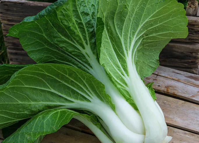 Freeman Organic Herbs - Pak Choi, 4.5"