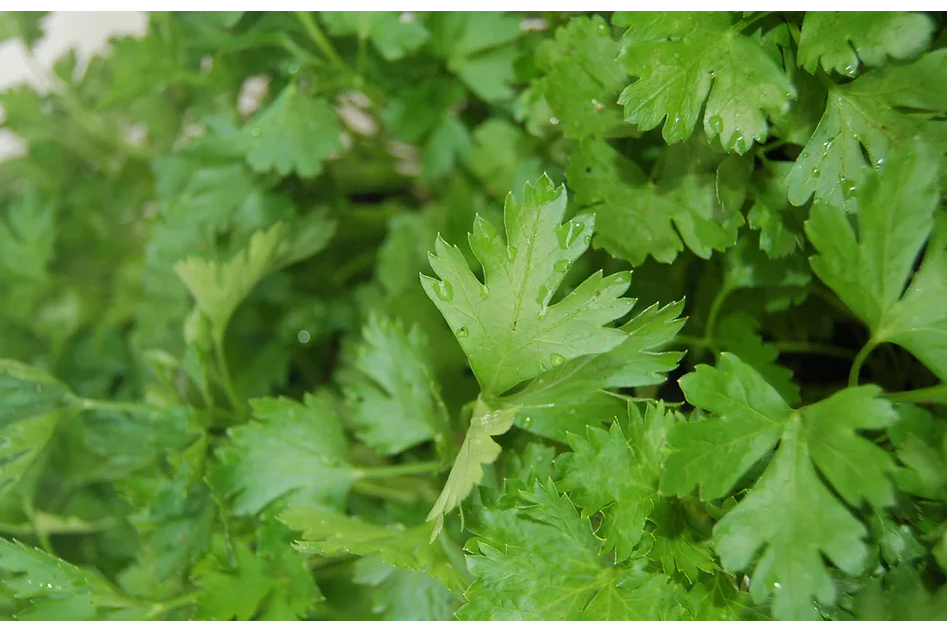 Freeman Organic Herbs - Parsley Italian, 4.5"