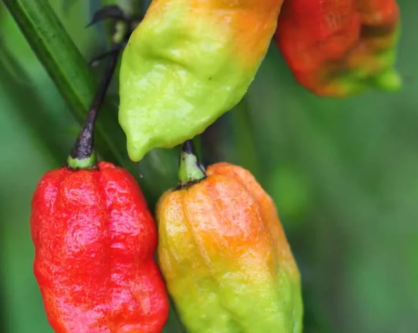 Freeman Organic Herbs - Pepper - Ghost Bhut Jolokia, 4.5"