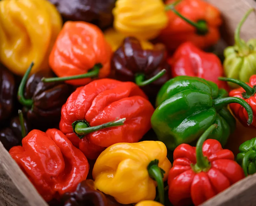 Freeman Organic Herbs - Pepper - Habanero Mayan Red, 4.5"