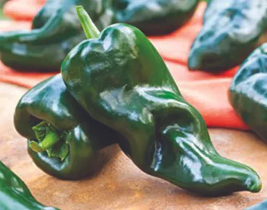 Freeman Organic Herbs - Pepper - Poblano, 4.5"