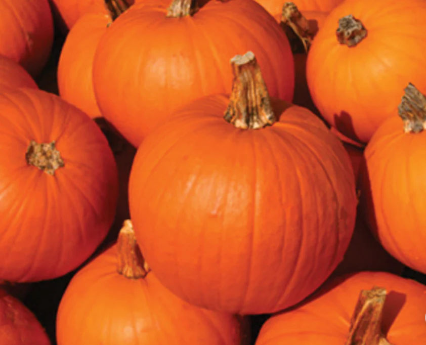 Freeman Organic Herbs - Pumpkin - Orange, 4.5"