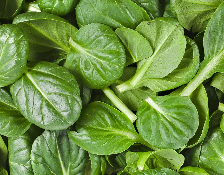 Freeman Organic Herbs - Spinach - Regiment, 4.5"