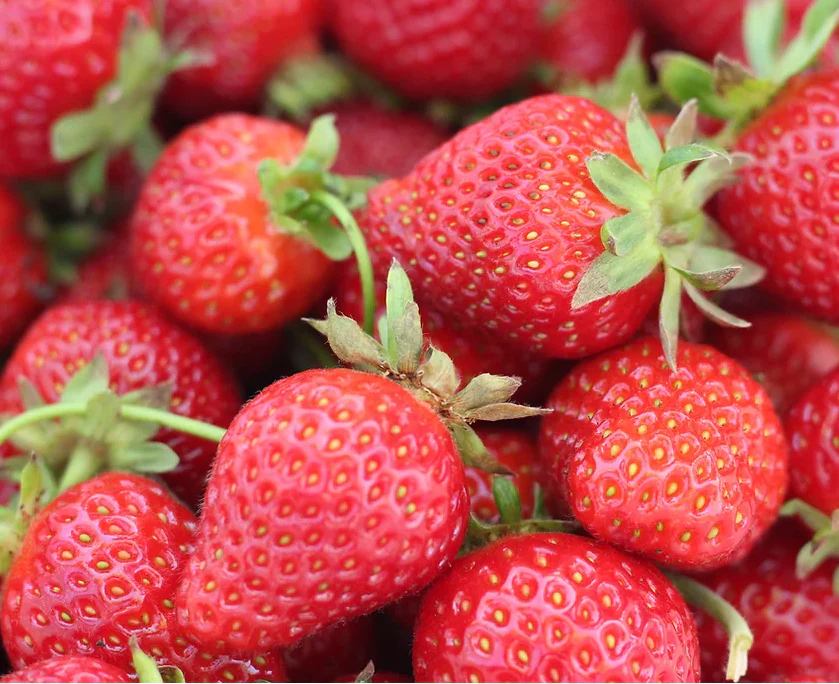 Freeman Organic Herbs - Strawberries - Everbearing, 4.5"