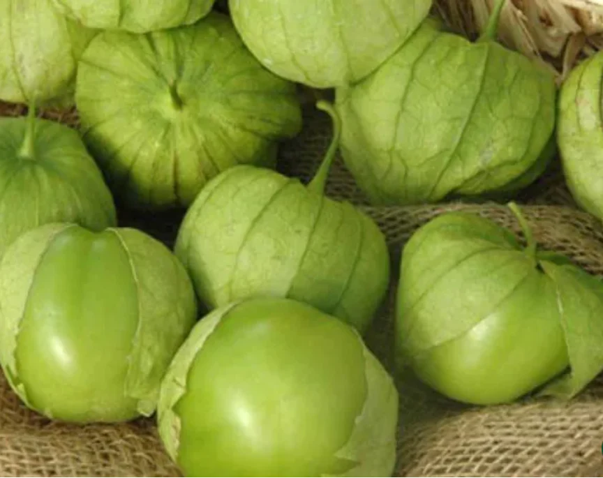Freeman Organic Herbs - Tomatillo, 4.5"