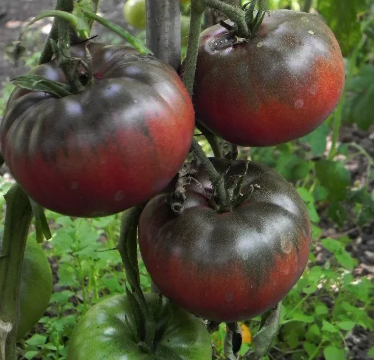Freeman Organic Herbs - Tomato - Black Krim Heirloom, 4.5"