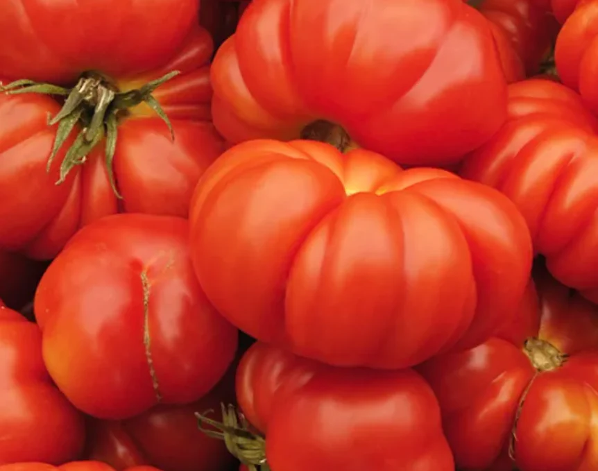 Freeman Organic Herbs - Tomato - Brandywine Heirloom, 4.5"