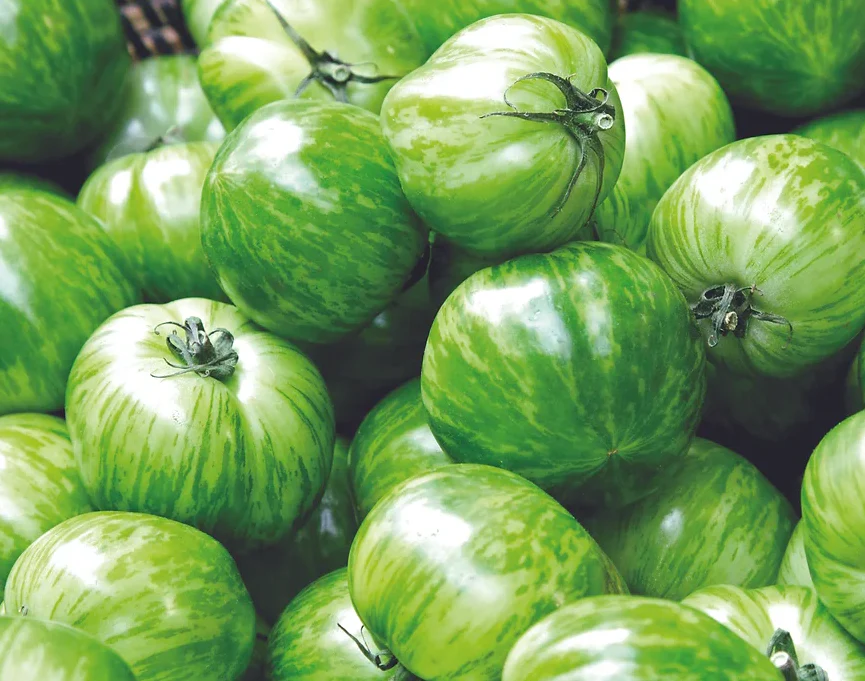 Freeman Organic Herbs - Tomato - Green Zebra Heirloom, 4.5"
