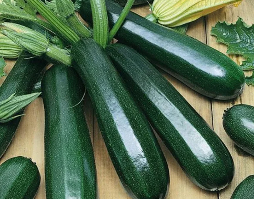 Freeman Organic Herbs - Zucchini, 4.5"