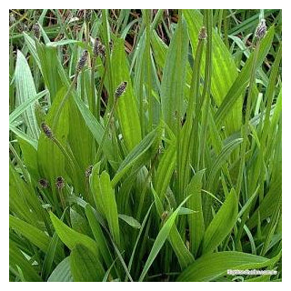 Herbaria - Plantain Leaf, 25 Count