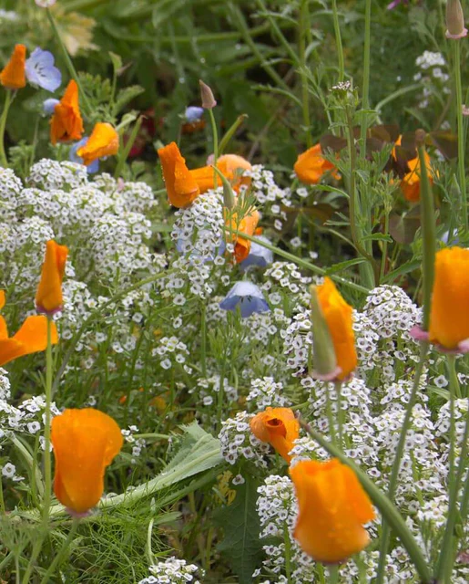 West Coast Seeds - Beneficial Insect Blend