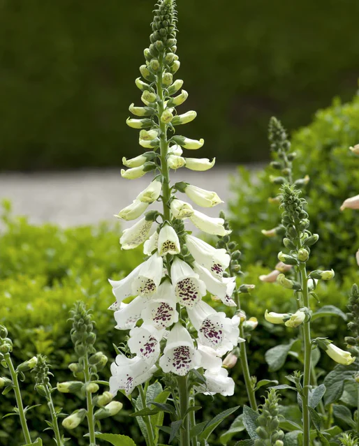 West Coast Seeds - Dalmation White, 25 Seeds