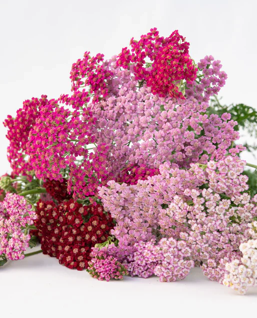 West Coast Seeds - Flowerburst Fruit Bowl, 100 Seeds
