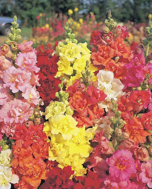 West Coast Seeds - Madame Butterfly Mix, 50 Seeds
