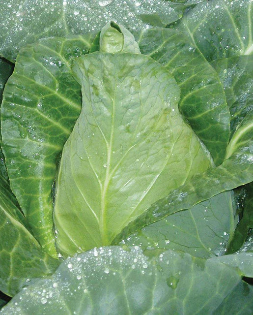 West Coast Seeds - Organic Caraflex Coated