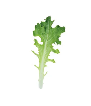West Coast Seeds - Organic Clearwater, 250 Seeds