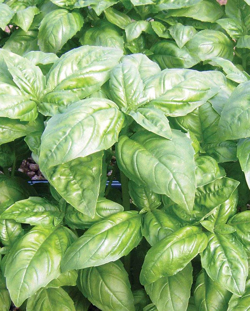 West Coast Seeds - Organic Dolly