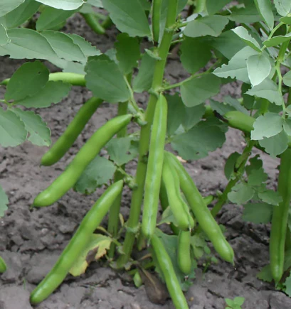 West Coast Seeds - Organic Eleonora, 36 Seeds