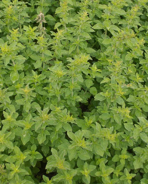 West Coast Seeds - Organic Greek Oregano