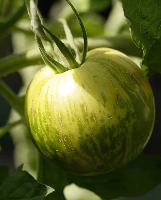 West Coast Seeds - Organic Green Zebra