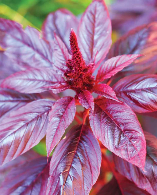 West Coast Seeds - Organic Hopi Red Dye