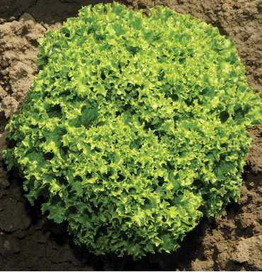 West Coast Seeds - Organic Ilema Eazy Leaf Pelleted, 25 Seeds