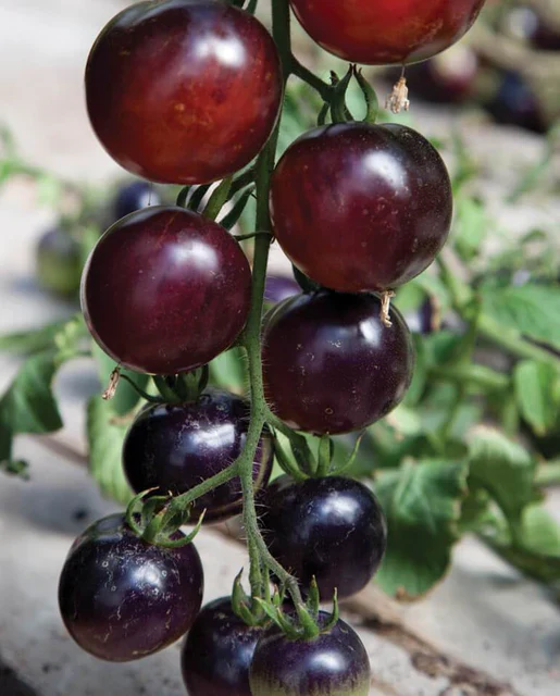 West Coast Seeds - Organic Indigo Rose
