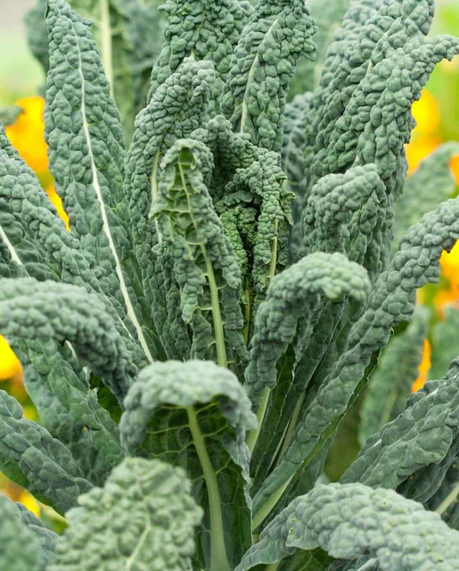 West Coast Seeds - Organic Lacinato