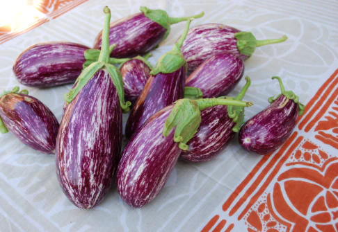 West Coast Seeds - Organic Listada de Gandia, 50 Seeds
