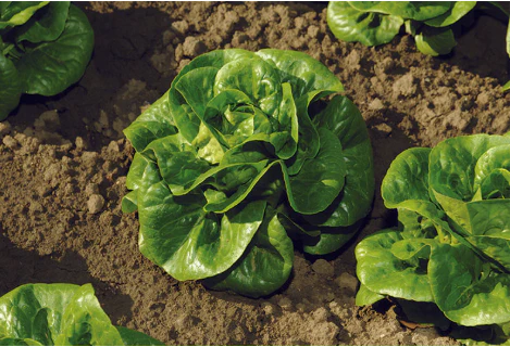 West Coast Seeds - Organic Newham, 50 Seeds