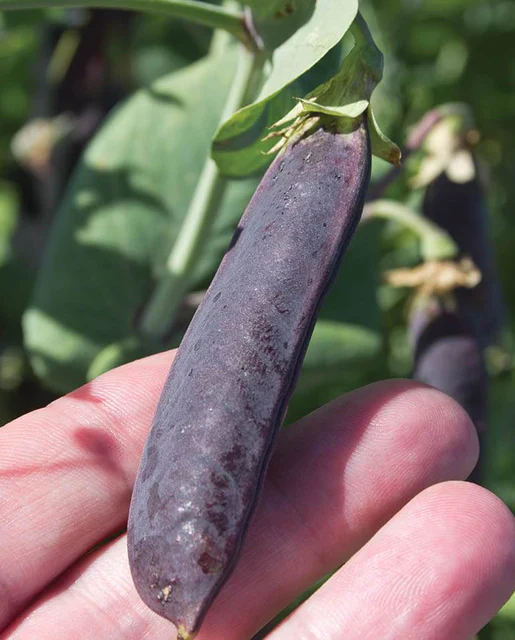 West Coast Seeds - Organic Purple Mist