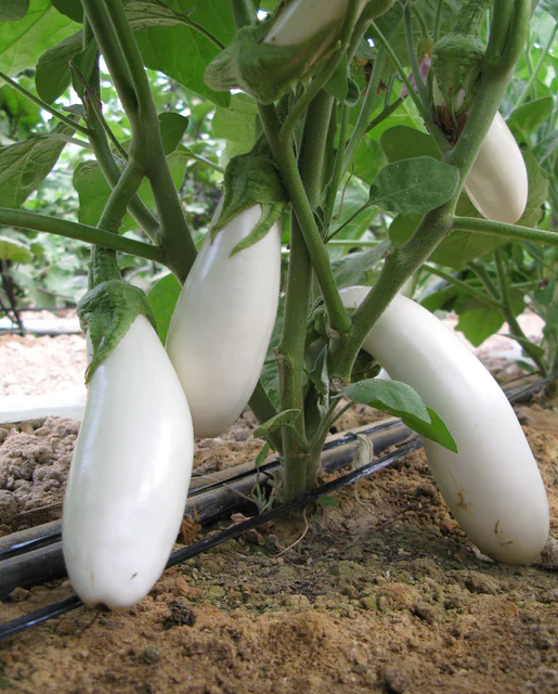 West Coast Seeds - Organic Snowy