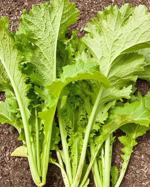 West Coast Seeds - Organic Southern Giant Curled