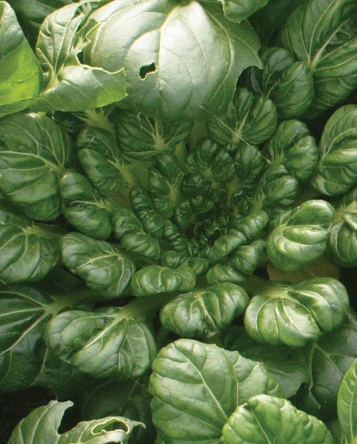 West Coast Seeds - Organic Tah Tsai