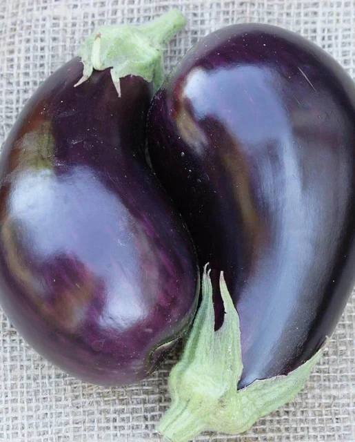 West Coast Seeds - Organic Traviata