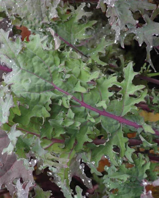 West Coast Seeds - Organic Winter Red